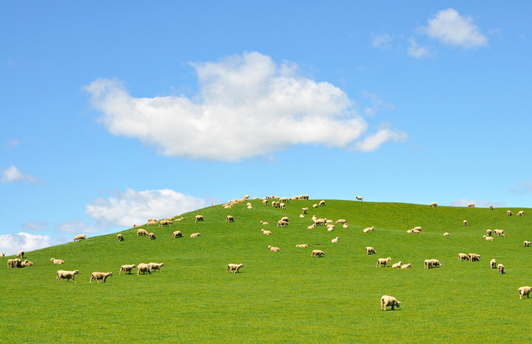 Typical Farm in the Waikato.