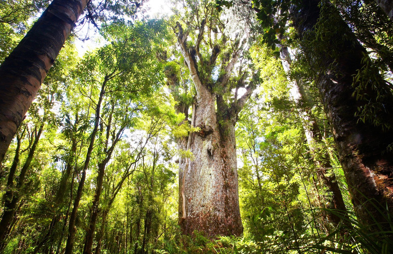 Ancient Waipoua Forest