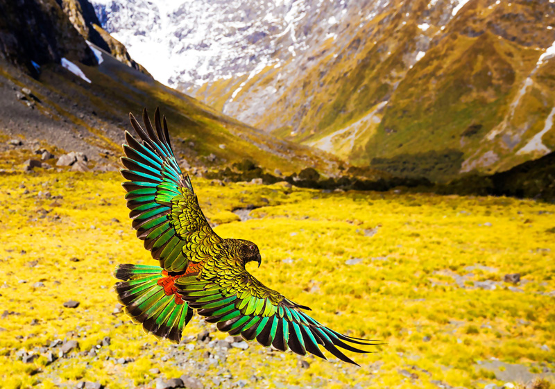 Kea the New Zealand Alpine parrot