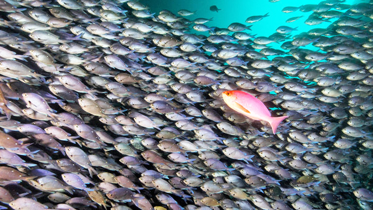 Diving in New Zealand - A world of dive locations in one island paradise 