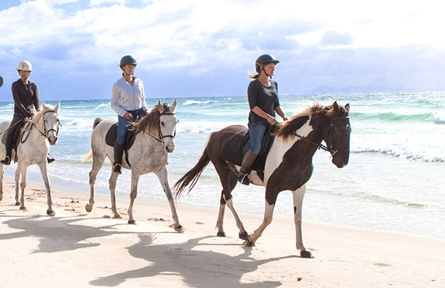 Pakiri Beach Horse ride 