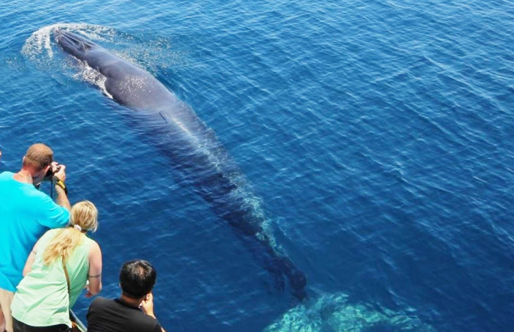 Whale and Dolphin Safari Auckland