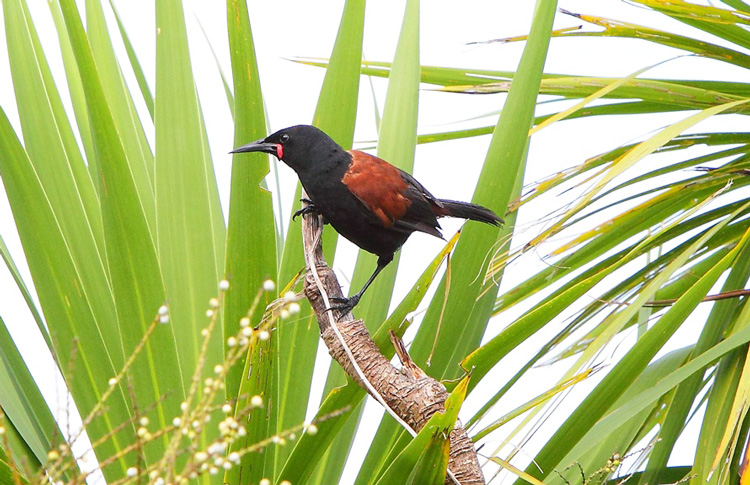 NZ Native Bird