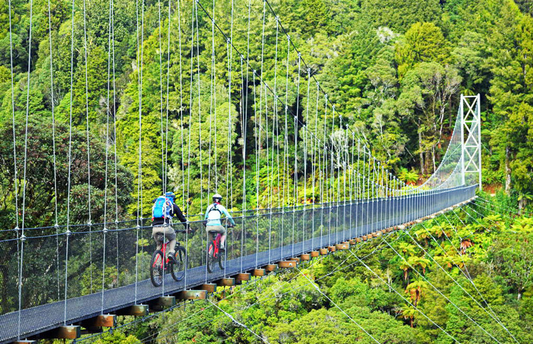 The Timber Trail Bridge