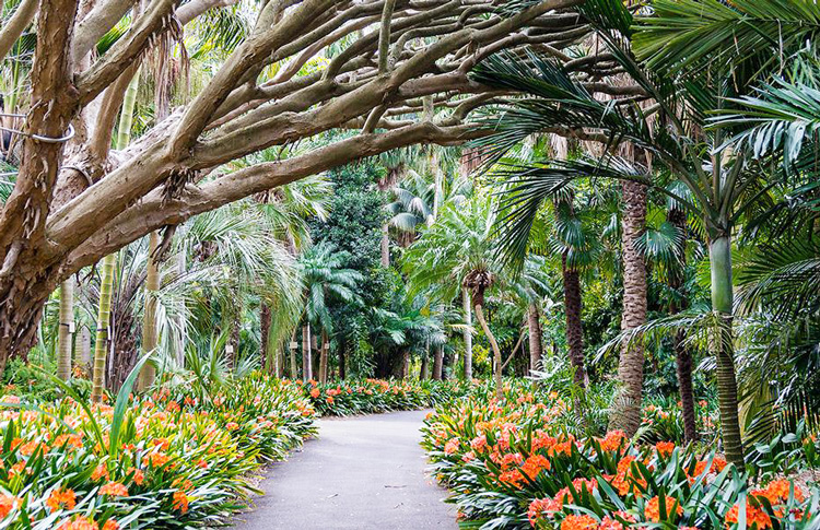 Sydney Royal Botanics