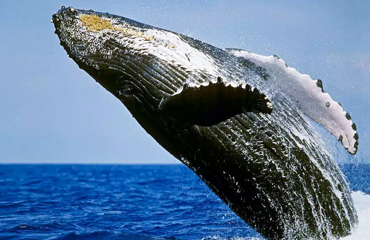 Kaikours Whale