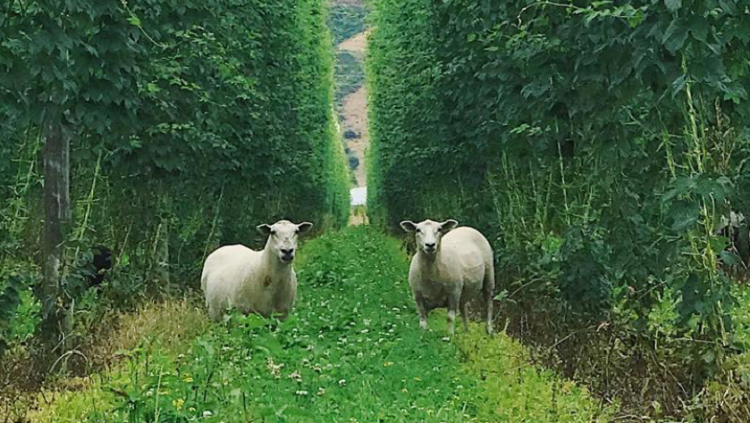 riwaka sheep prune hops
