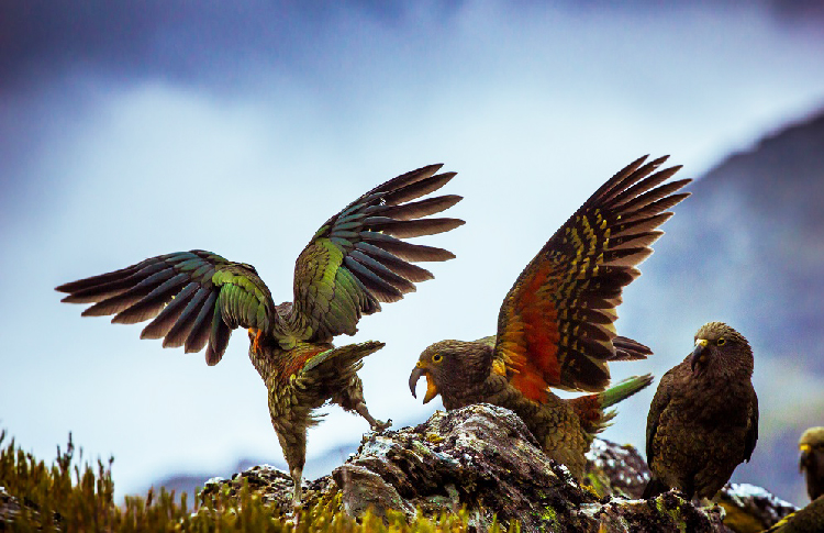 New Zealand bird, smartest on planet