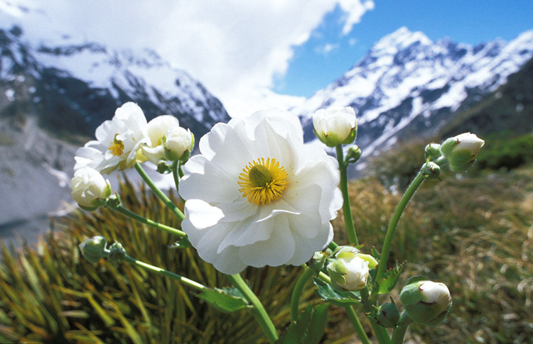 Spring at Mt Cook