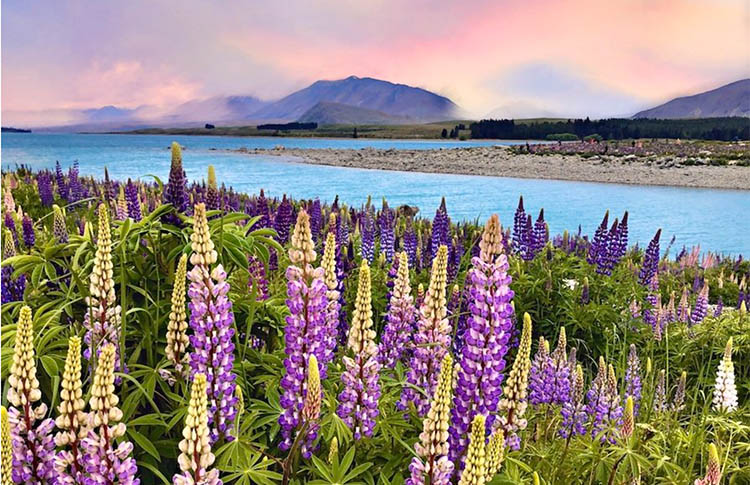 Lupins at Lake Tekapo