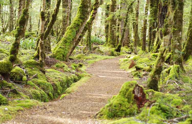 Kepler Track Bush