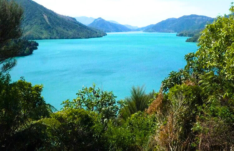 pelorus sound