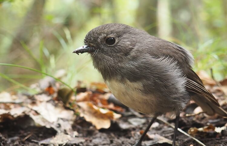Bird on Ulva Island New Zealand