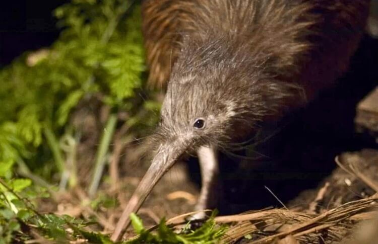 Kiwi bird