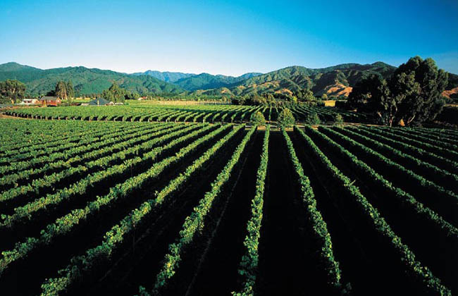 A vineyard in Marlborough area.