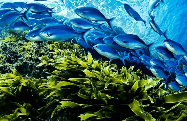 Amazing under water world of the Poor Knights.