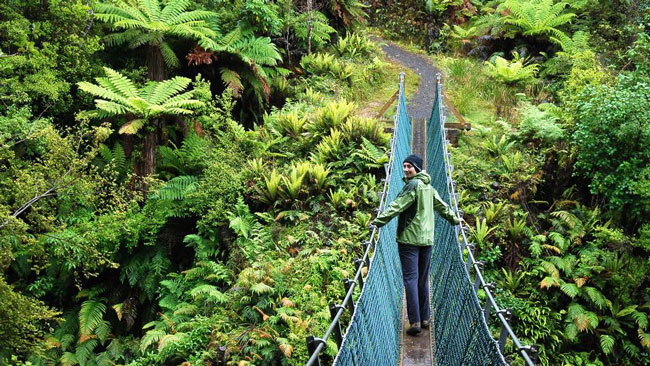 Enjoy a walk in one of the most beautiful forests in New Zealand.