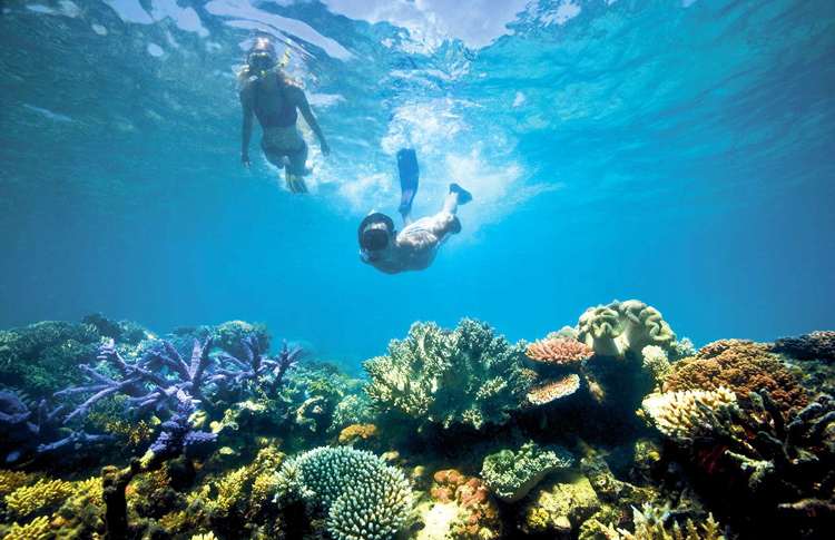 Reef Snorkel - Great Barrier 