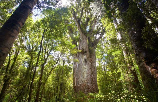 Stunning picture of the huge kauri trees.