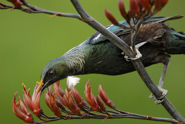 The tui has a splendid song, seen here supping the nectar of the flax flower.