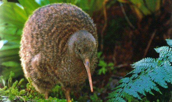 New Zealands National bird 'The Kiwi' seen in the wild