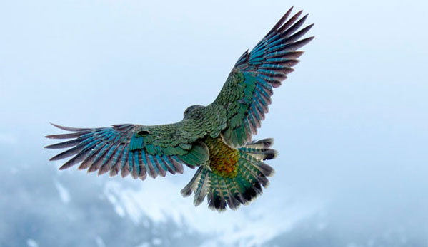 This parrot has a beautiful plumage and is the worlds only alpine parrot
