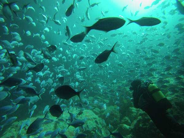 an amazing abundance of marine life seen diving in Northland