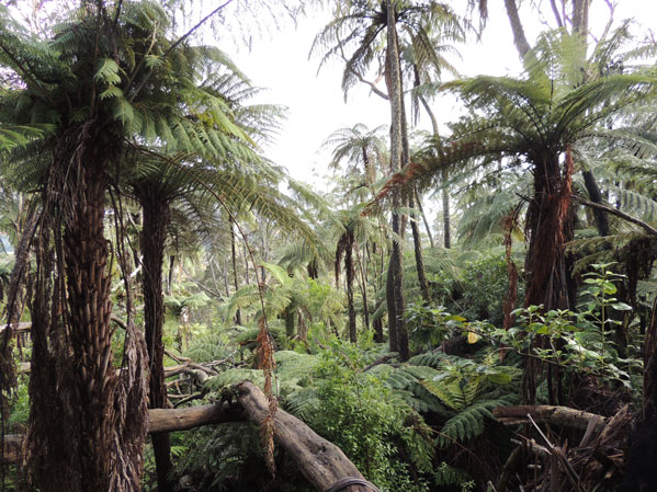 Redwood Forst Rotorua