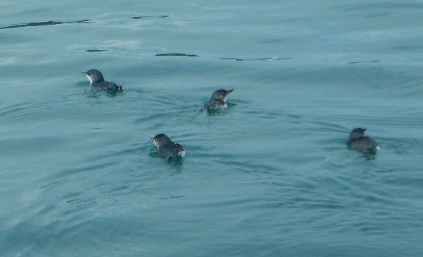 Four little blue penguins swimming in front of the boat Bay of Islands.