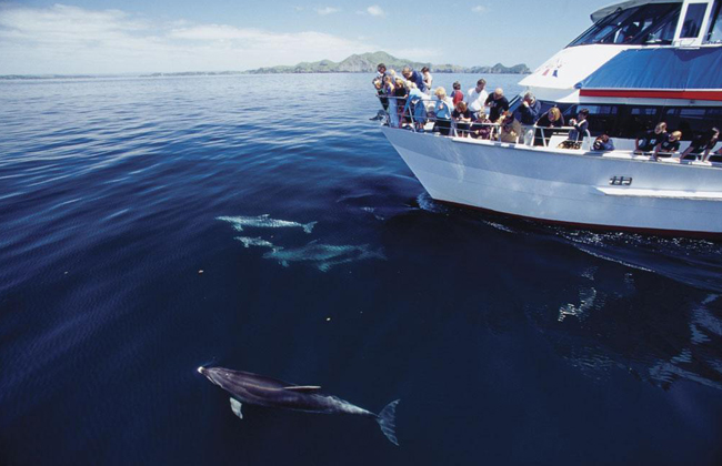 Dolphin and whale encounters in New Zealand