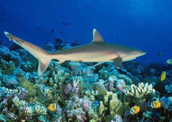 Great Barrier Reef to be named as one of the Natural Wonders – Well Maybe.