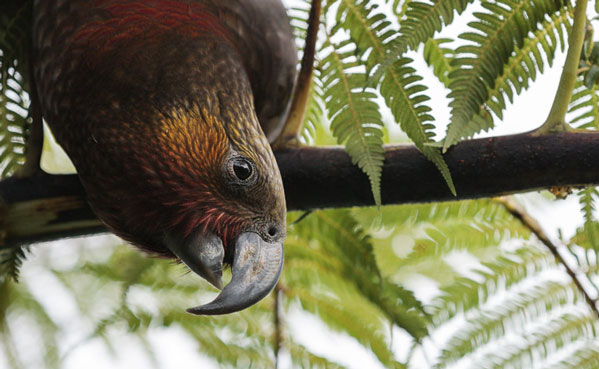 New Zealand Wildlife - Part 1:Birds 