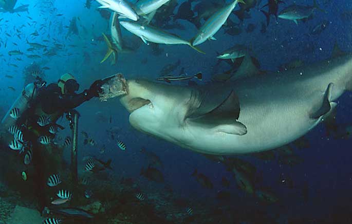 The Bull Sharks of Beqa - Shark Diving Fiji with no cage!
