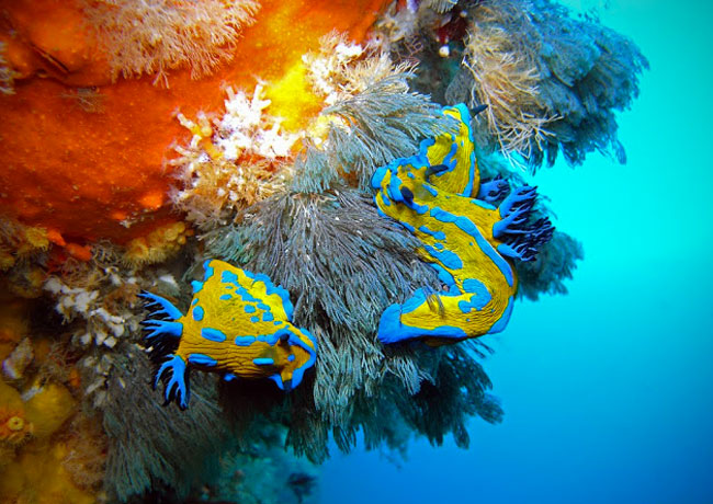 Nudibranchs are a main feature at the Poor Knights.