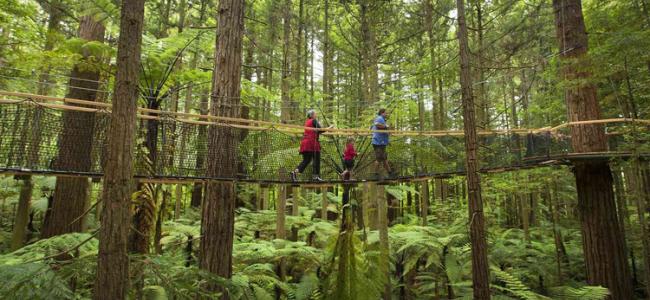Redwoods Treewalk Rotorua