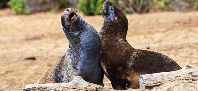 Sea Lions on Stewart Island