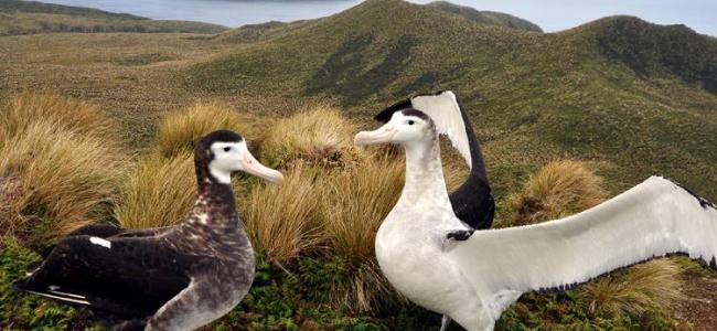 antipodes islands