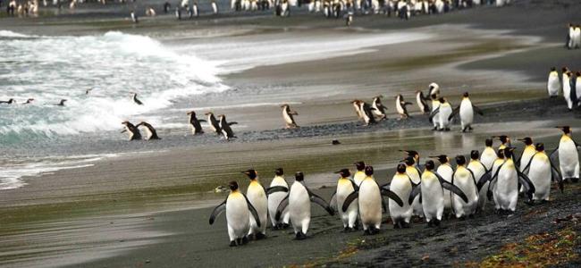 Penguins on Macquarie Island