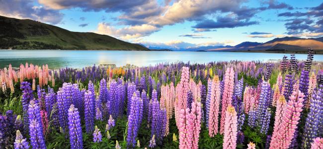 Lake Tekapo