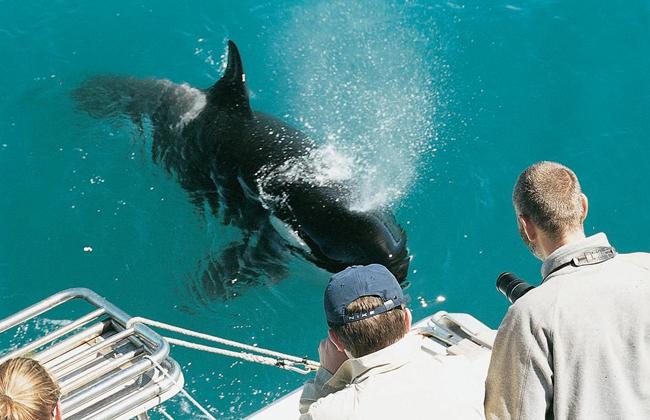 New Zealand Whale Dolphin Tour| New Zealand Self Drive Tour
