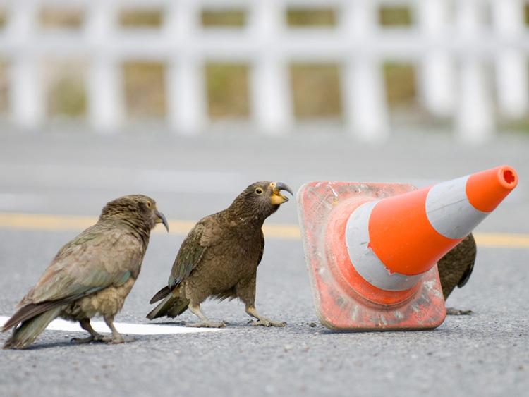 Kea birds fighting over a road cone.