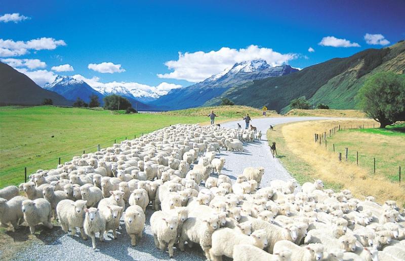 Sheep on Road