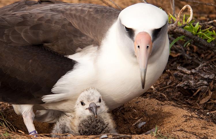 Albatross with its chick