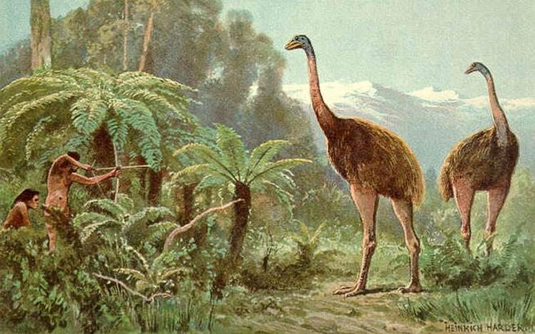 Hunting the New Zealand Moa