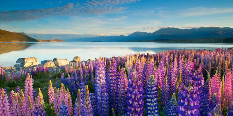 Spring in New Zealand