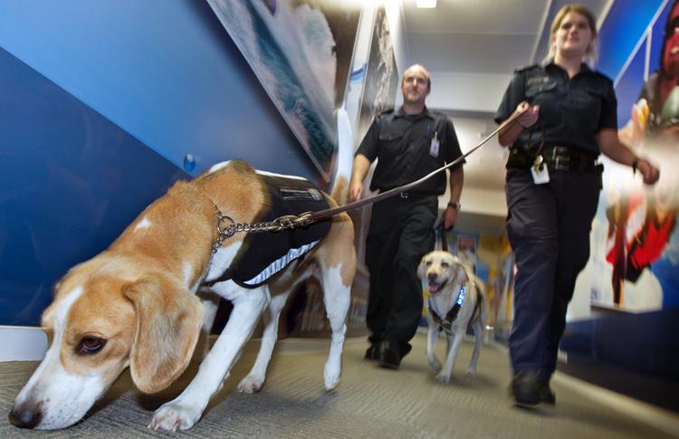 Airport Drug Dogs
