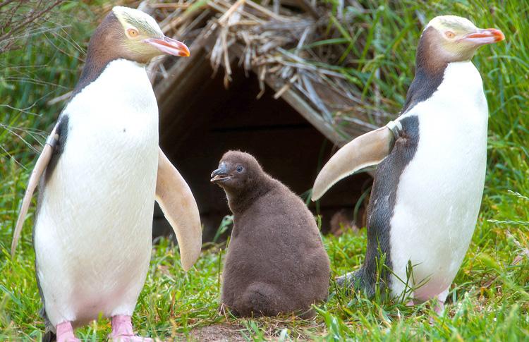 otago peninsula penguins