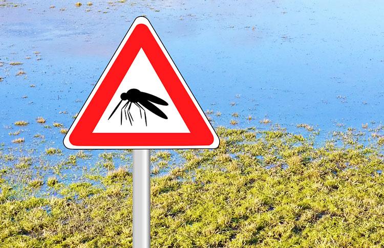 Mosquito Issue in New Zealand