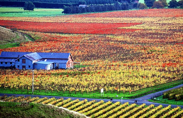 Hawkes Bay Vineyards changing colours