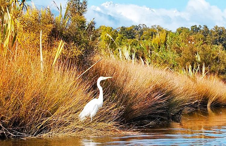 white heron at Okarito Lagoon